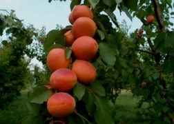 Prunus armeniaca Ceglédi bíbor / Ceglédi bíbor Kajszibarack
